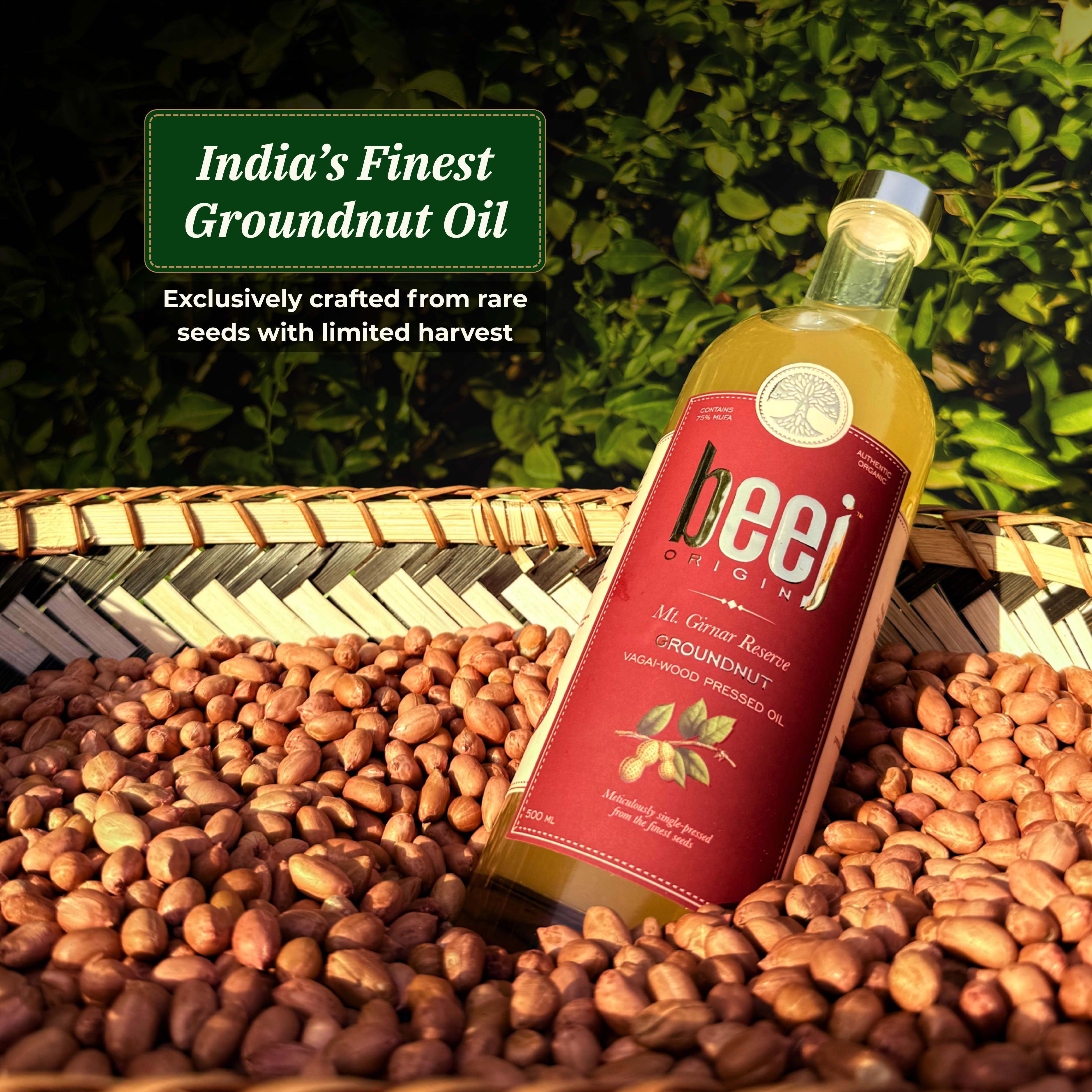 High MUFA Groundnut Oil